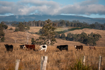 beautiful cattle in Australia  eating grass, grazing on pasture. Herd of cows free range beef being...