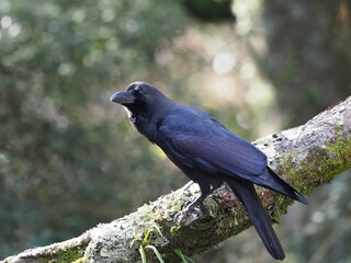 カラス