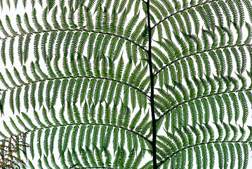 Image of a fern leaf on a white background