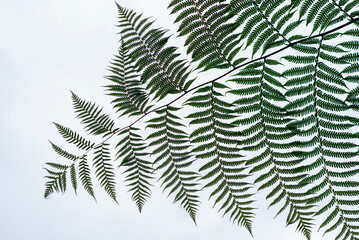 Image of a fern leaf on a white background