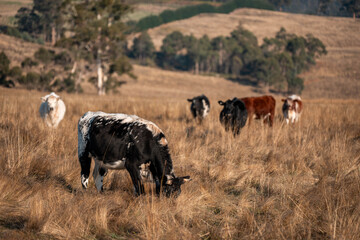 beautiful cattle in Australia  eating grass, grazing on pasture. Herd of cows free range beef being...