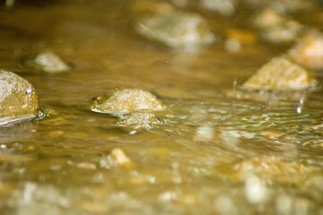 Abstract Nature of Water and Leaves Macro Texture