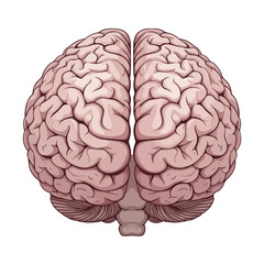 Anatomical Illustration of a Human Brain Top View - Vector Human Organs