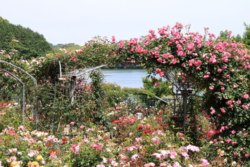 Fototapeta premium 満開のバラ園