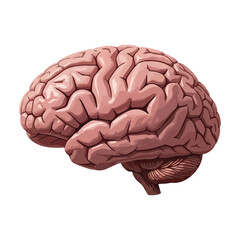 Realistic Vector Human Brain illustration knowledge and Thinking - Vector Human Organs