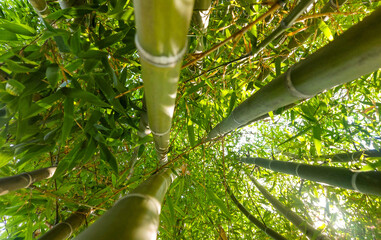 Lush green bamboo forest bottom up view. Asian tropical plant and bright sunlight filtering through...