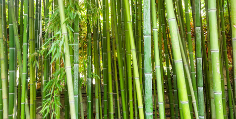 Fototapeta premium Lush green bamboo forest banner. Colorful asian tropical plant with leaves. Nature park background for environmental concept. Japanese landscape backdrop and agriculture. 