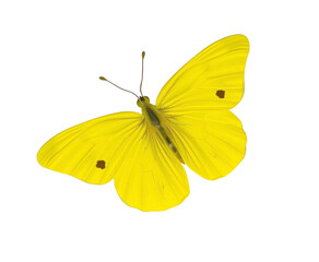 Bright Yellow Butterfly Isolated on Transparent Background