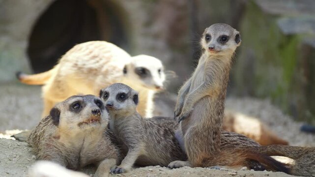 Group of meerkats resting on sandy ground with one standing alert and others lying beside it