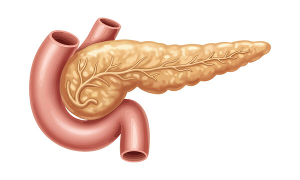 High-Resolution 3D Pancreas Anatomy with Duodenum &ndash; Medical Illustration for Digestive System Education