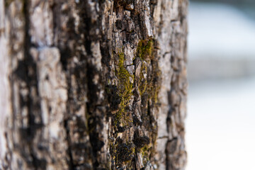the tree trunk's bark with mosss