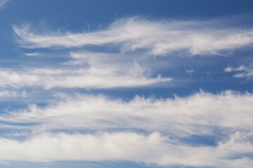 Naklejka premium White cirrus clouds in blue sky close-up, feathery clouds in light morning haze in the sky, lines of cirrus clouds on blue firmament.