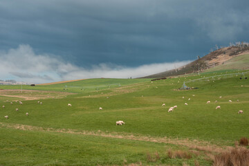 Merino sheep, grazing and eating grass in New zealand on irrgation pivot crop pasture
