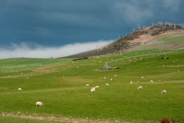 Merino sheep, grazing and eating grass in New zealand on irrgation pivot crop pasture