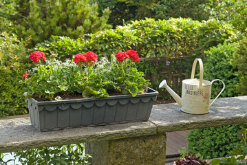 Jardinère, Géranium, Arrosoir, Balcon en pierre, Jardin botanique Félix Stamm, Thaygen, Suisse © JAG IMAGES