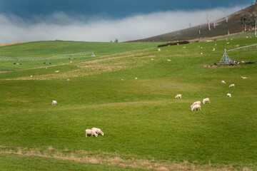 Merino sheep, grazing and eating grass in New zealand on irrgation pivot crop pasture