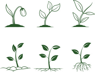 Vector illustration of plant growth stages with leaves and roots. Botanical sketch showing germination and seedling development. Educational eco design for biology, farming, and gardening concepts.
