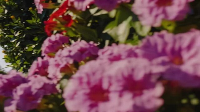 Scenic and Panoramic Vista of Meticulously Maintained Residential Yard and Landscape in Bloom