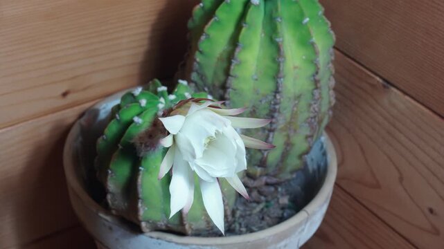 Time-lapse of the flowering of the Echinopsis subdenudata cactus with a white flower. Plants of the Cactaceae family.