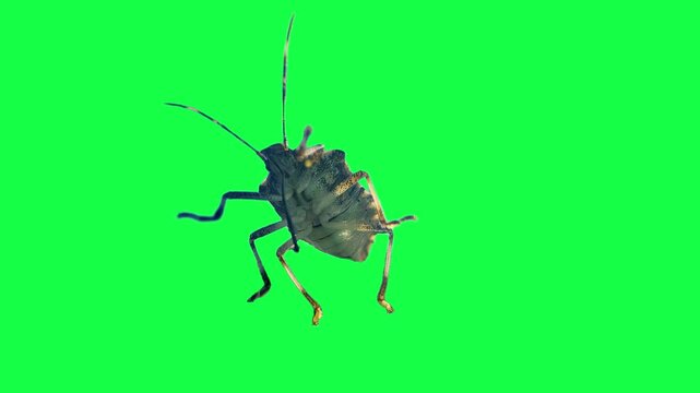 A detailed underside view of a Pennsylvania stink bug over a green screen for compositing. 14798  	
