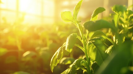 Obraz premium Beautiful Green Plants Growing in a Sunlit Greenhouse, Capturing the Essence of Nature's Growth and the Promise of a Vibrant, Sustainable Future