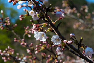 cherry blossoms and buds 