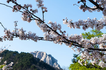 cherry blossoms and rocky mountain peak