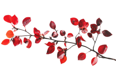 Branch with clear red foliage flower on white background,png