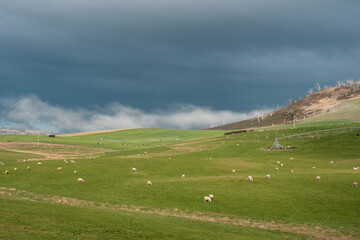 Merino sheep, grazing and eating grass in New zealand on irrgation pivot crop pasture