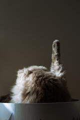 Fluffy cat grooming itself with raised paw, back view, minimal cozy aesthetic with soft natural light.