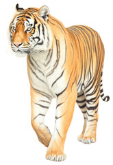 Obraz premium PNG Tiger wildlife drawing animal.