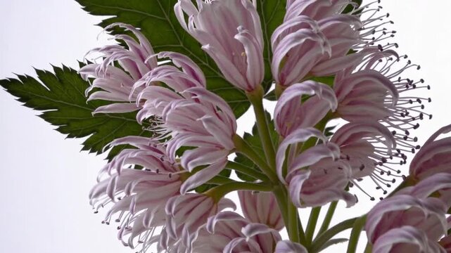 Astragalus Glycyphyllos or Liquorice Milkvetch, Commonly Called Wild Licorice