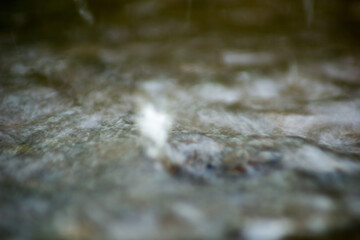 Abstract Nature of Water and Leaves Macro Texture