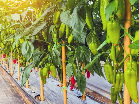 Pepper greenhouse, fruitful, ready for harvest capia peppers on healthy pepper plants. Ripe bell peppers growing in garden. The harvest of vegetables. Capsicum annuum L. var. minimum (Miller) Heise.