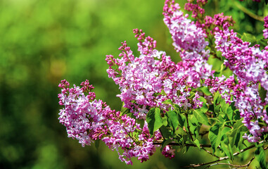 Pink lilac blooms in the Botanical garden
