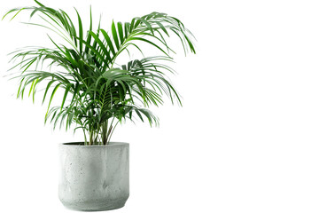 Obraz premium Lush indoor plant in a decorative pot, perfect for home decor