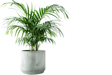 Lush indoor plant in a decorative pot, perfect for home decor