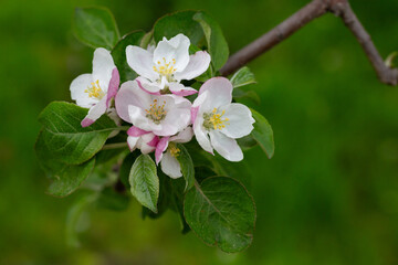 Blooming apple blossom. Garden apple tree