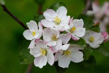 Fototapeta premium Blooming apple blossom. Garden apple tree