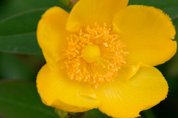 Yellow Hypericum Hidcote (St. John s Wort). A summer background of a large yellow flower on a green...