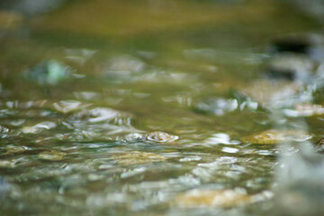 Abstract Nature of Water and Leaves Macro Texture