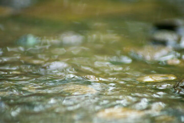 Abstract Nature of Water and Leaves Macro Texture