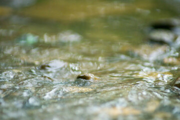Abstract Nature of Water and Leaves Macro Texture