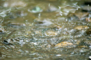 Abstract Nature of Water and Leaves Macro Texture