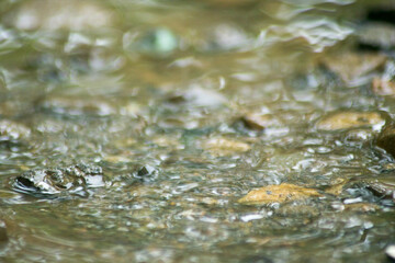 Abstract Nature of Water and Leaves Macro Texture