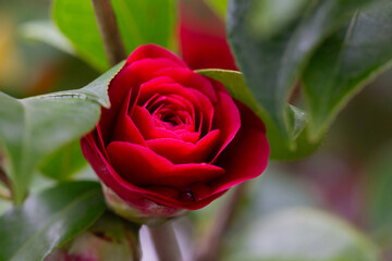 early signs of spring. red Camelia flowers blooming on large bush. change of seasons