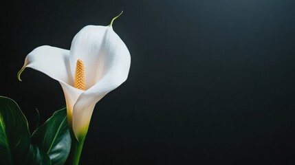 Elegant white calla lily flower against a dark background, showcasing its smooth petals and delicate structure, ideal for nature-themed projects and artistic expressions.