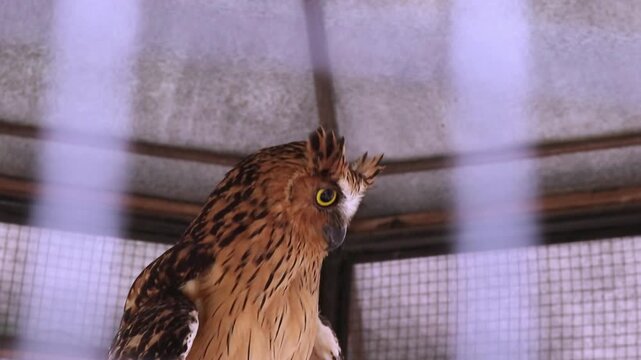 A buffy fish owl (Ketupa ketupu) is native to Southeast Asia. They are commonly found in tropical forests and wetlands.