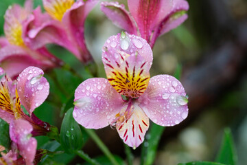 Pink Alstroemeria close-up, known as the Peruvian lily in the garden, selective focus. Spring floral pink background.