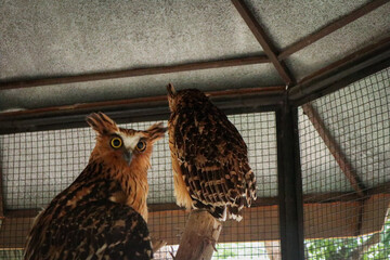 A buffy fish owl (Ketupa ketupu) is native to Southeast Asia. They are commonly found in tropical...